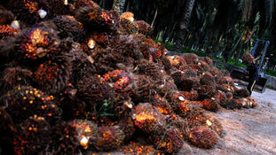 Palm Oil Outlook Brighter In 1Q19, Says Kok