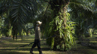 Pioneering Sustainable Palm Oil in India