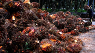 Malaysia to Promote Palm Oil to EU through Cordial Engagement