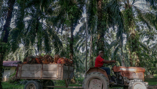 Undervalued Plantation Firms Could Become Privatisation Targets
