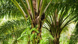 What Are The Benefits Of Palm Oil On Hair & Skin?