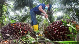 Not All Types of Palms Are Created Equal