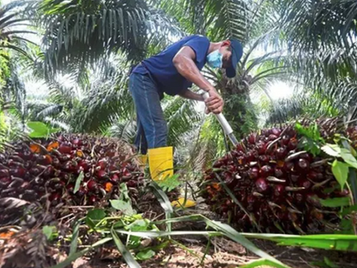 Not All Types of Palms Are Created Equal