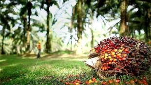 ESG Challenges in the Palm Oil Industry