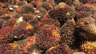 MPOB develops cost-effective palm-based lassi