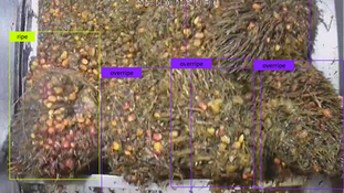 Can Artificial Intelligence Help Palm Oil in Colombia?
