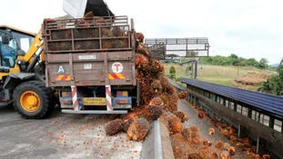 Palm oil industry initiates voluntary lockdown among employees