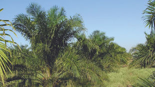 Palm Oil And The Environment