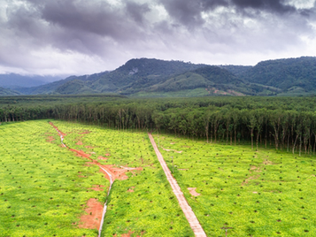 Indonesia Pushes for South-South Cooperation on Palm Oil Sustainability Standards