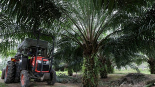 Asian Farmers Plant To Boost Palm Oil Output, Seedling Shortage Slows Pace