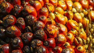 Brighter Outlook for Malaysian Oil Palm Industry This Year