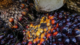 MPOC: ‘No Palm Oil’ Labels Are Illegal and Violate Malaysian Law