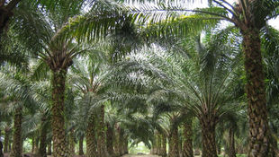 Sabah to Achieve Roundtable on Sustainable Palm Oil Standard