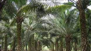 Sabah to Achieve Roundtable on Sustainable Palm Oil Standard