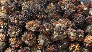 Indonesia Sticks With Biodiesel Policy Even as Palm Oil Soars
