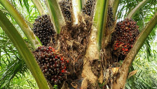 Malaysia to pilot blockchain for sustainable palm oil