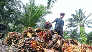 Mixed Prospects for Plantation Sector