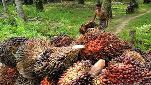Govt Delineates Four Stages of Palm Oil Down Streaming