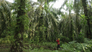 In Malaysia’s Palm Oil Heartland, Smallholders are Redefining What it Means to Grow Responsibly