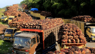 Indonesia Palm Oil Firms to Get Bigger Export Quotas under New Rules
