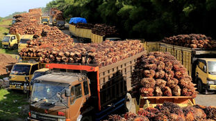 Indonesia Palm Oil Firms to Get Bigger Export Quotas under New Rules