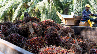 Innovation Is the Way to Fight EU Palm Oil Ban