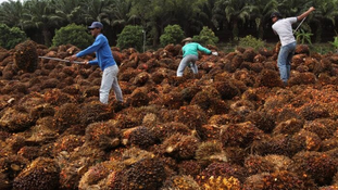Oil Palm Biomass A Better Option Malaysia’s Energy Source