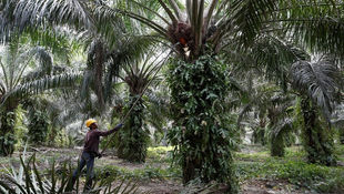All-Out War Against Anti-Palm Oil Campaign