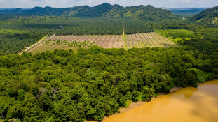 Can Regenerative Agriculture Make Palm Oil Sustainable?