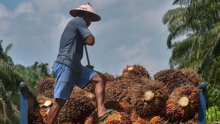 EU Palm Oil Ban: Malaysia, Indonesia Seek Trade Justice