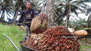 DARE: Palm Oil Producers Need to Further Improve Sustainability