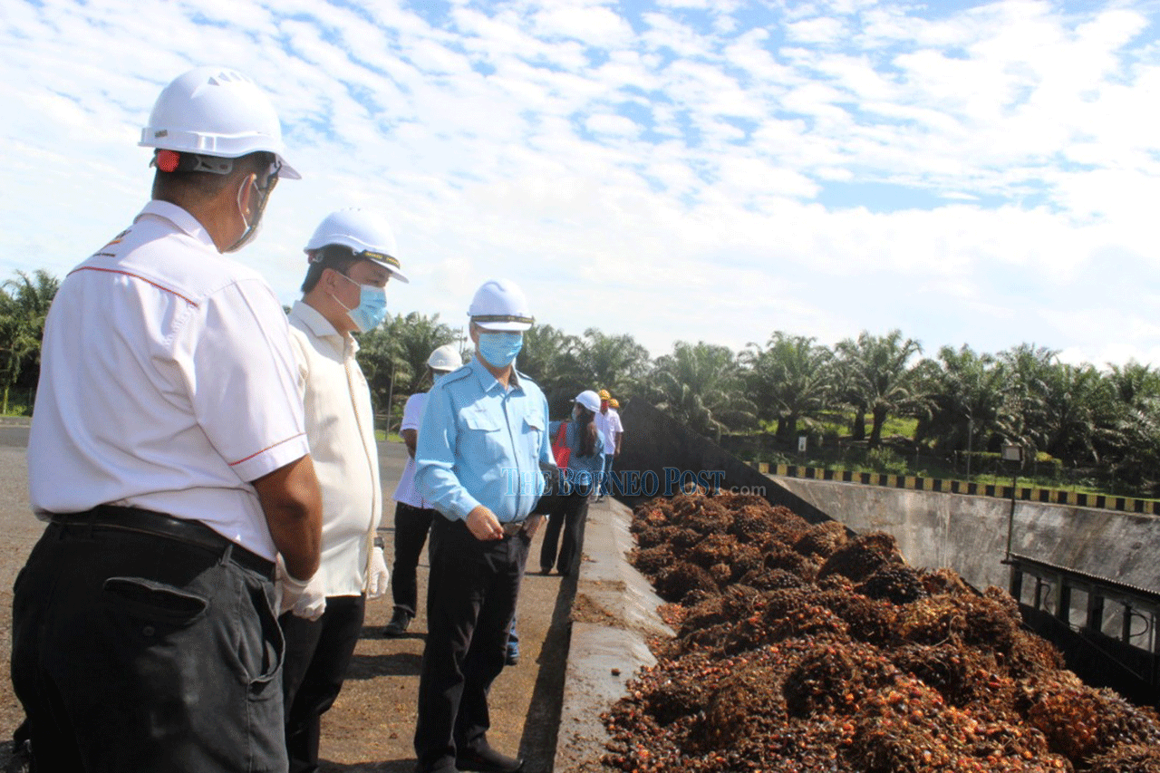 Efforts Being Made to Get More Sarawakians to Join Oil Palm Industry