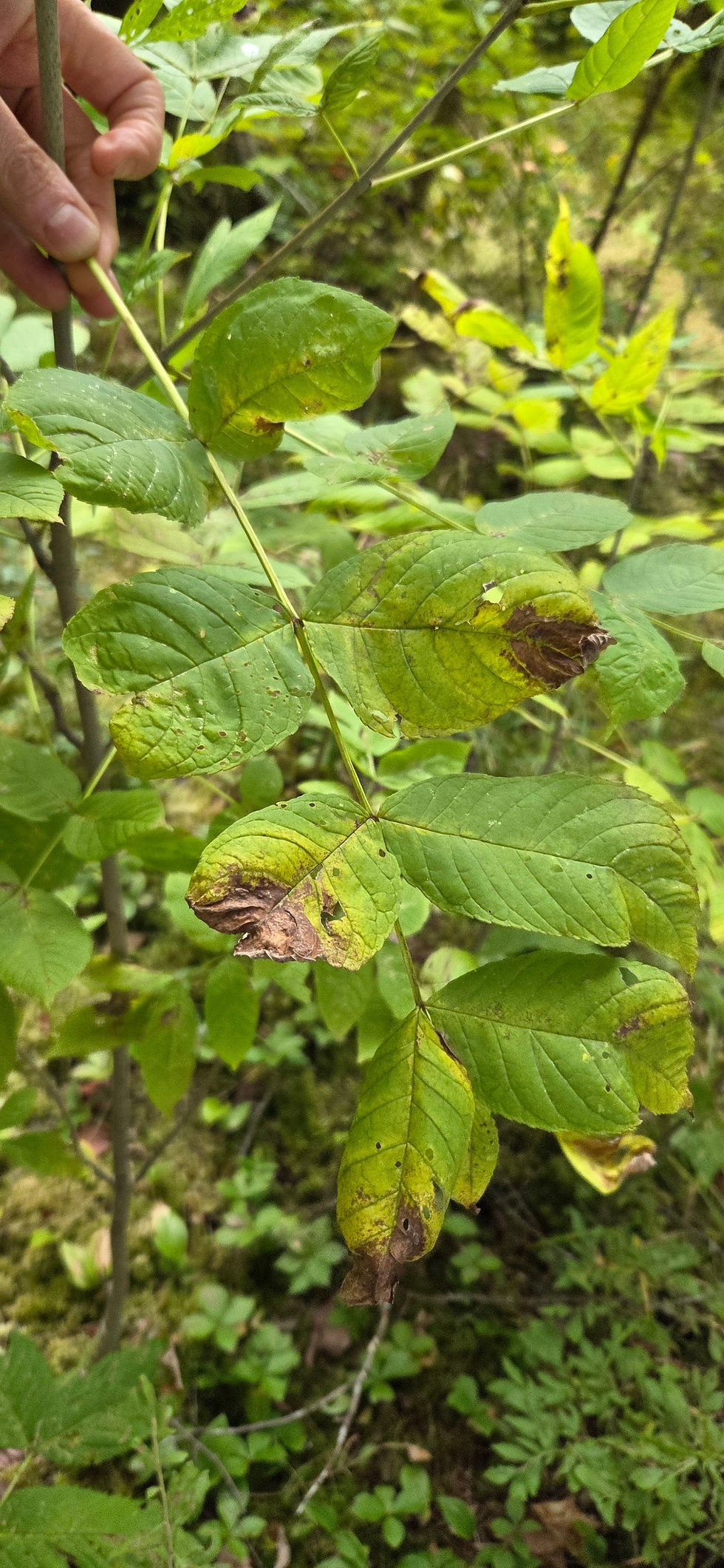 A young Black Ash seedling exhibiting signs of environmental stress and secondary fungal disease on its leaves.