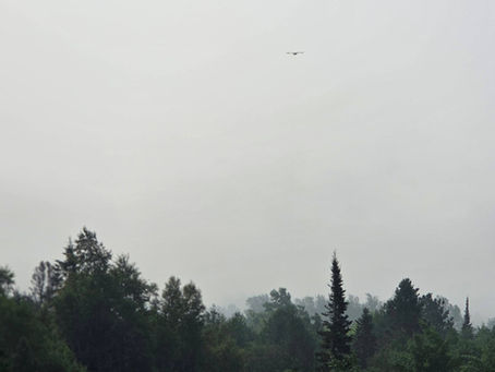 A single bird flying through a dense, grey wall of atmospheric wildfire smoke, with the dark silhouettes of sharp spruce and pine tree tops in the foreground.