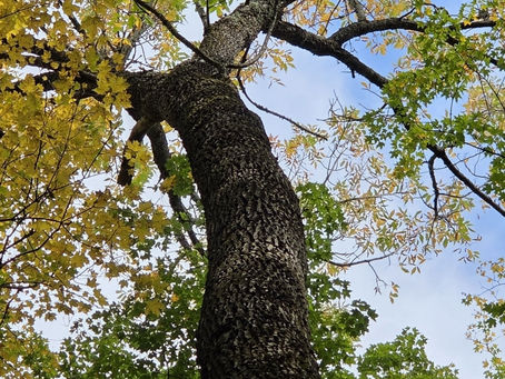 A massive, healthy White Ash tree trunk with deep diamond-furrowed bark reaching toward a green canopy in the Porcupine Mountains, demonstrating ash tree survival against the Emerald Ash Borer.