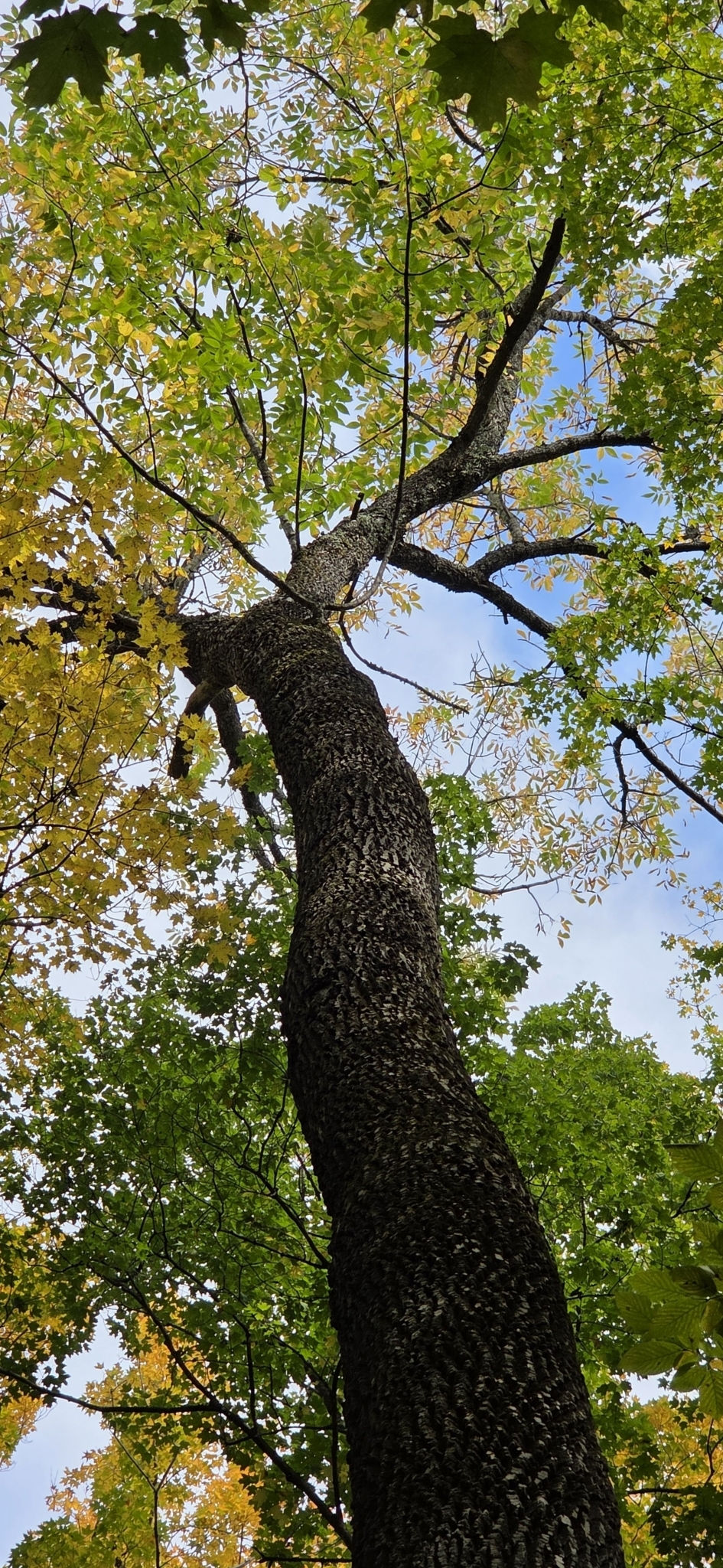 A massive, healthy White Ash tree trunk with deep diamond-furrowed bark reaching toward a green canopy in the Porcupine Mountains, demonstrating ash tree survival against the Emerald Ash Borer.