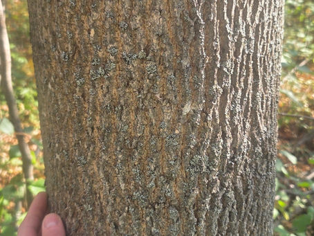 A person's hand resting gently on the sound, healthy 12-inch trunk of a mature White Ash tree, surrounded by lush wetland vegetation