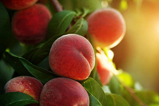A heavy cluster of fuzzy, ripe orange-pink peaches hanging from a leafy green orchard branch with bright summer sunshine filtering through the canopy.