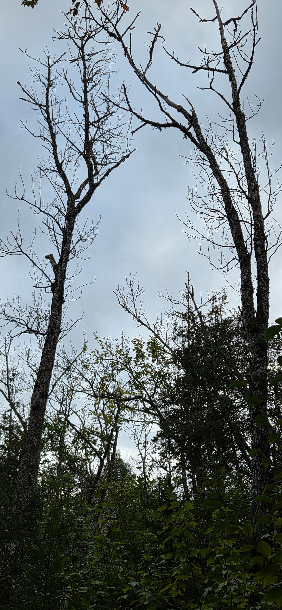 Dead Black Ash tree canopy against the sky in a flooded Upper Peninsula bog, devastated by the Emerald Ash Borer.