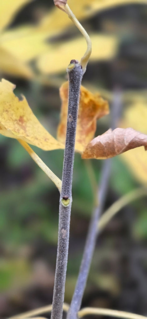 Dormant bud and leaf scar on a Red Ash sapling in the Keweenaw Peninsula