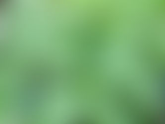 Leaf of Life