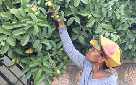 NB - 20_-guava_2576318a.jpg