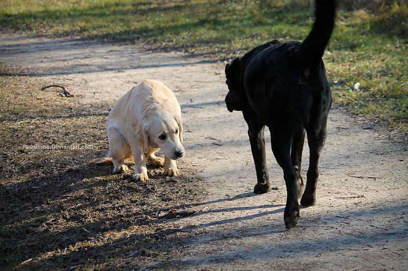 Submissive dog and confident (not aggressive) dog.