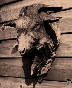 Bruno De Smedt Houtsensuur Schaap