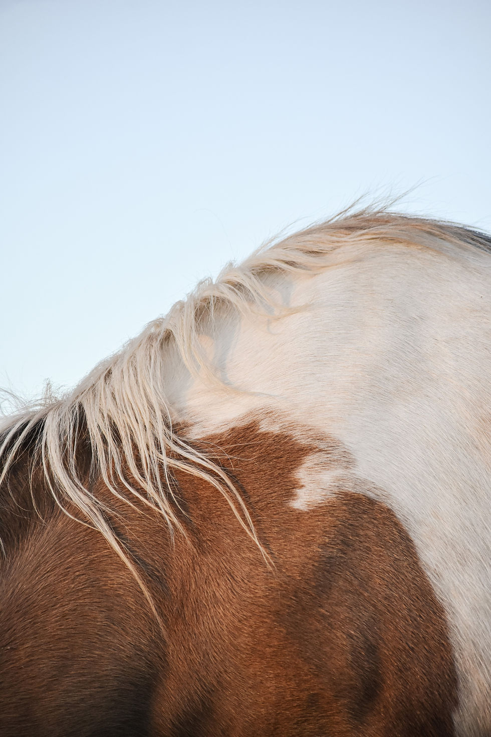 La tobianita de Julia