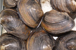Concha de las ostras.jpg