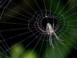 Telaraña_1.jpeg