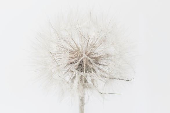 Close up of a Salsify, Goats Beard, aka a Giant Dandelion._edited.jpg