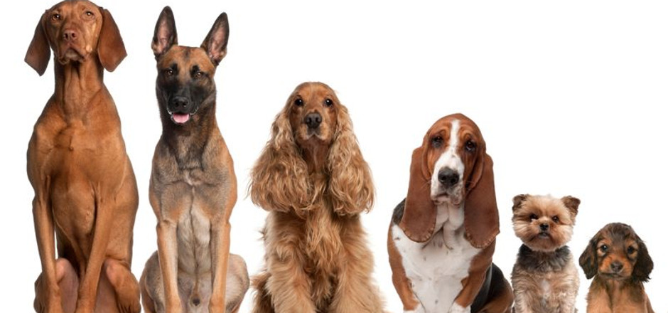 Procanina couverture.jpg