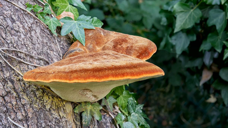 Ultrasound Extraction Unlocks Higher Antioxidant Yields From a Medicinal Mushroom